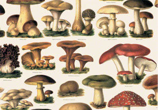 Carta decorativa Tassotti - Funghi