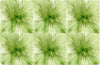 Fommy Dèco Soft Medium - Monet Verde Salvia/Verde (009)